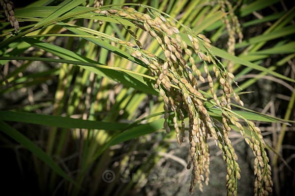 07 Rice Grains - Autumn Rice