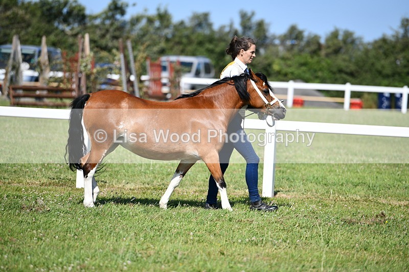 DSC_6410 - Class 53: NPS M&M 4 years and over Small Breeds