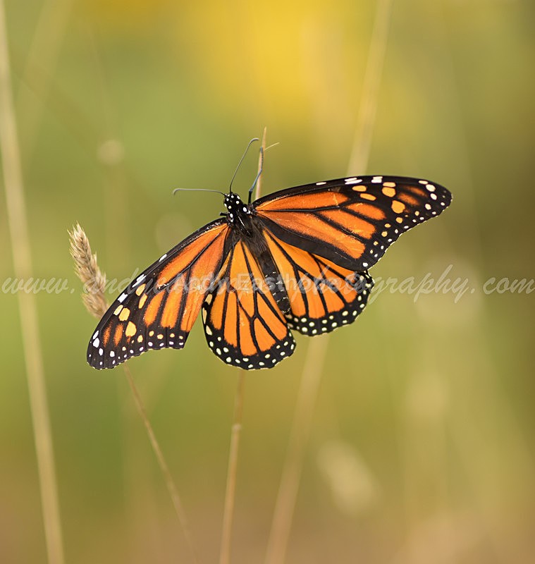 Butterfly - Autumn in Canada