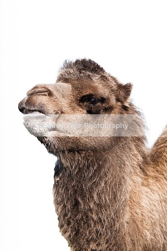 20120903-_MG_9807-1378 - Captive Animals