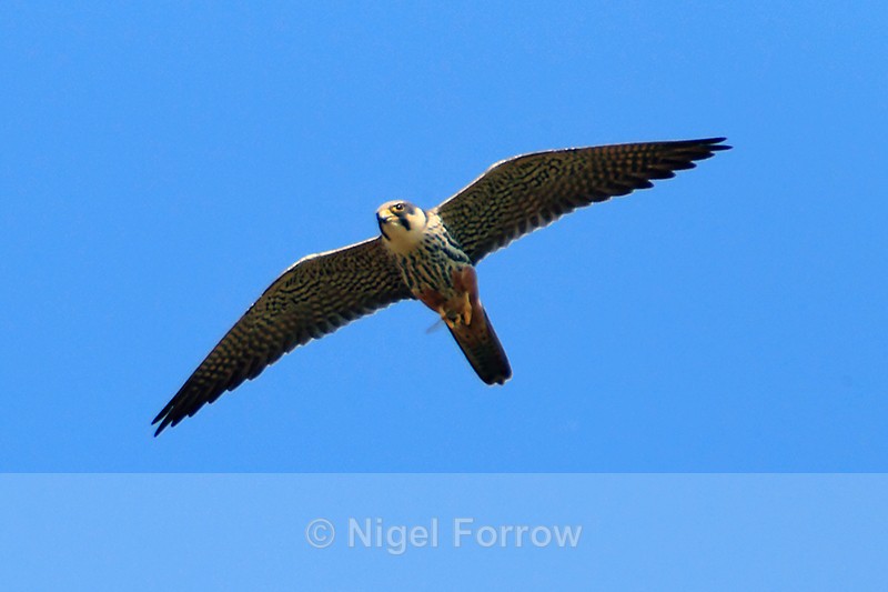 Hobby with dragonfly at Otmoor RSPB - Hobby