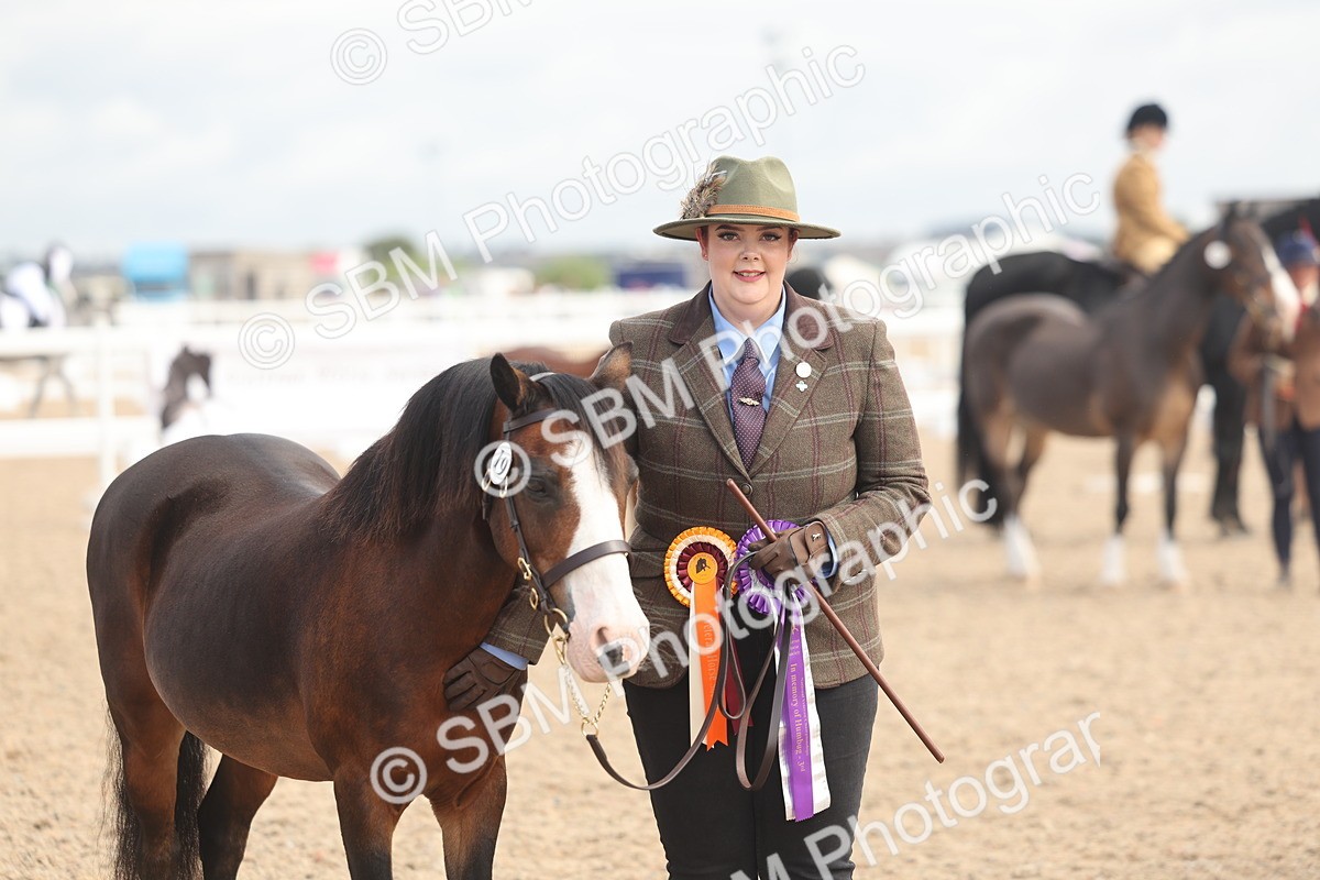 SBM_04505 - Class 18 - Handsomest Gelding (IH or Ridden)