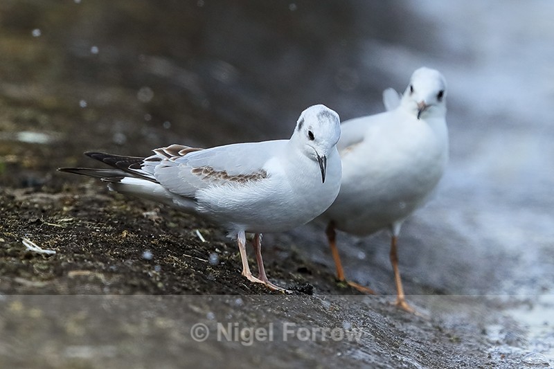 Bonaparte's and Black-headed Gulls, side-by-side, Farmoor - Bonaparte's Gull