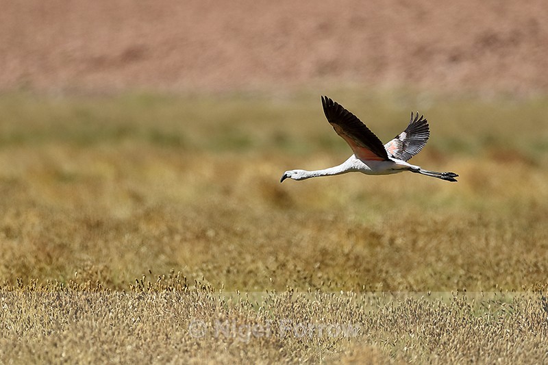 Chilean Flamingo (immature) flying over grass, Chile - Chilean Flamingo