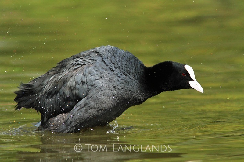 Coot - Rails and Crakes