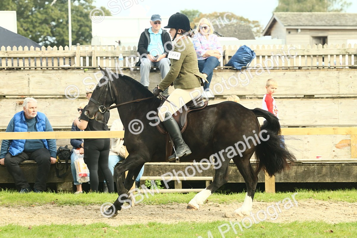 SBM_68256 - S58 - Mini Show Cob Ridden