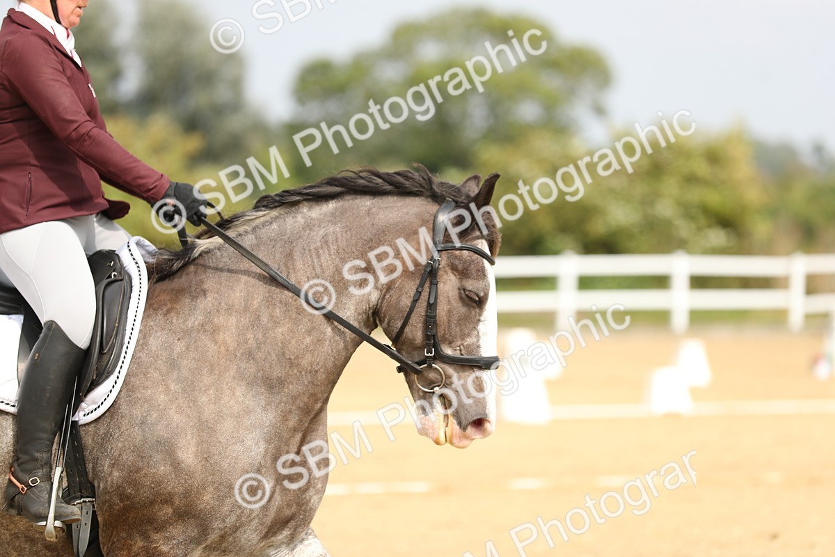 SBM_017310 - Class 13 - Novice 23 - 13.31-14.13