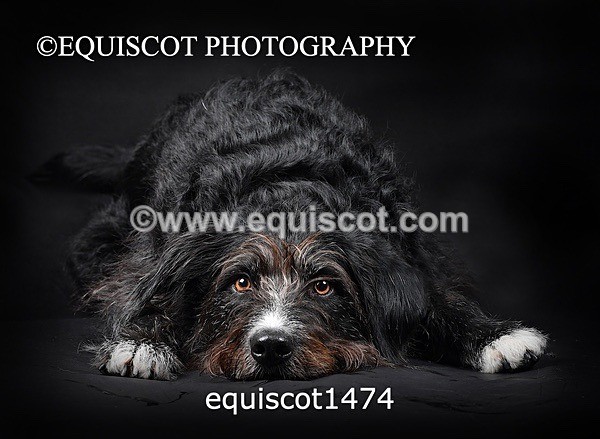 equiscot1474 - RUSSO