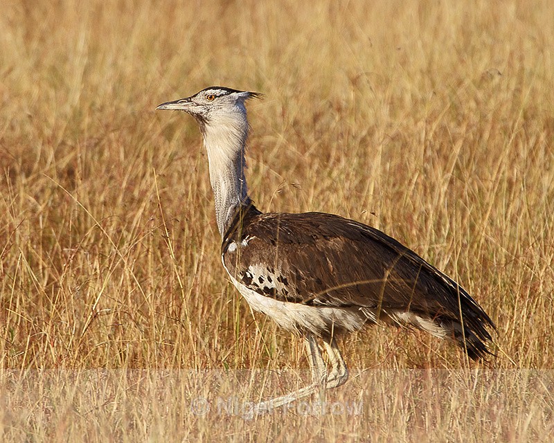 Kori Bustard walking in grass - Kori Bustard