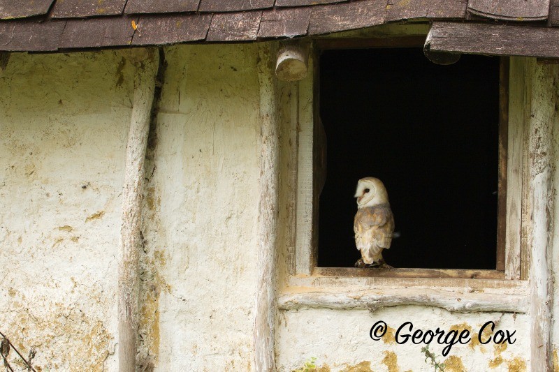 Barn Owl in Open Window - Birds of Prey