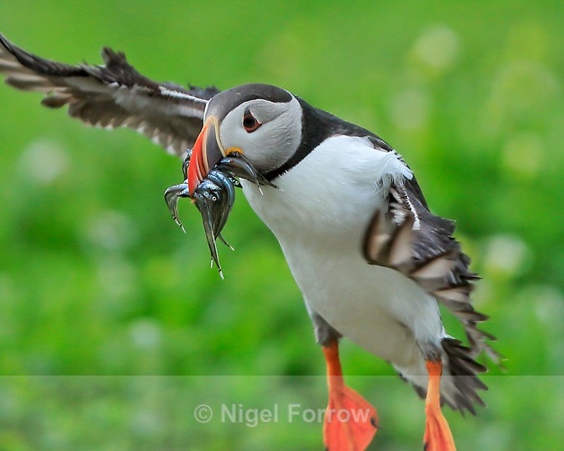 Puffin with fish landing close, Inner Farne - Puffin