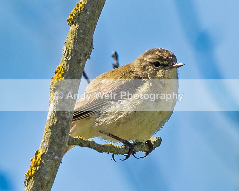 20150425-8E0A8712-3474 - Chiffchaff