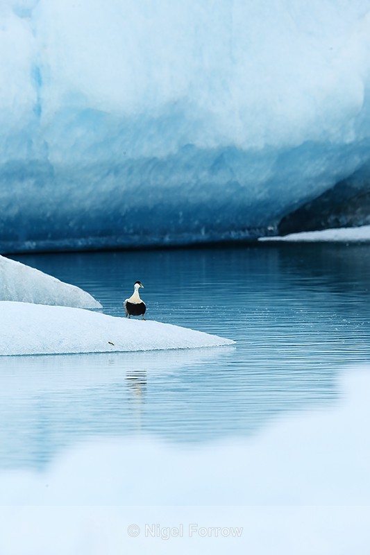 Eider (male) standing on iceberg, Jokulsarlon, Iceland - Eider