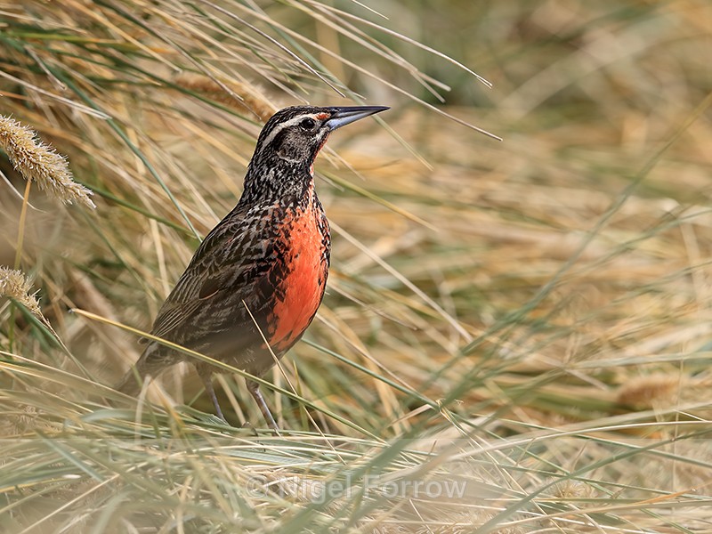 Long-tailed Meadowlark (male), Carcass Island, The Falklands - Long-tailed Meadowlark