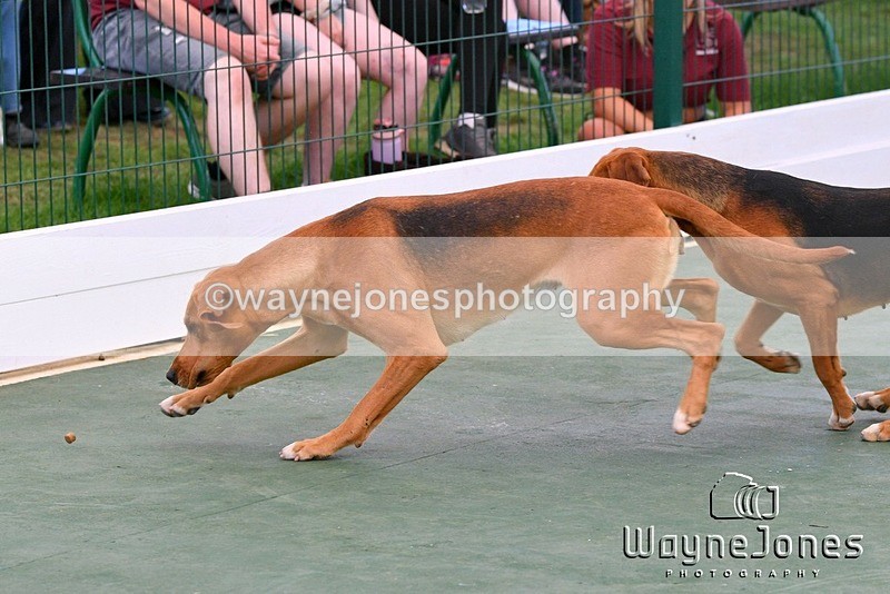WJ5_1073 - Berks & Bucks at the Great Yorkshire Show 2025
