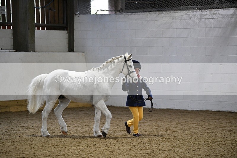 WJ5_4642 - Class 3 Part Bred In hand