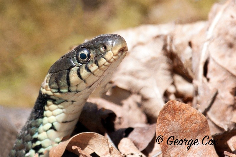 Grass Snake at Potteric Carr - Reptiles