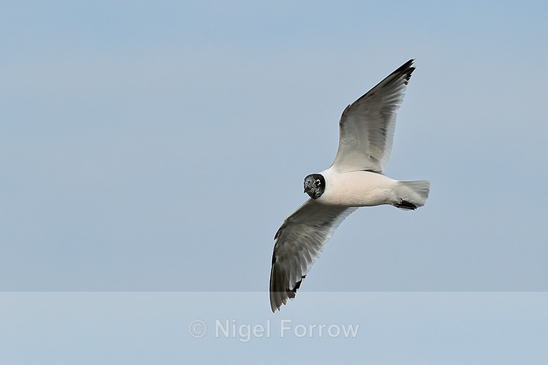 Franklin's Gull flying, underwings shown, Minnesota - Franklin's Gull