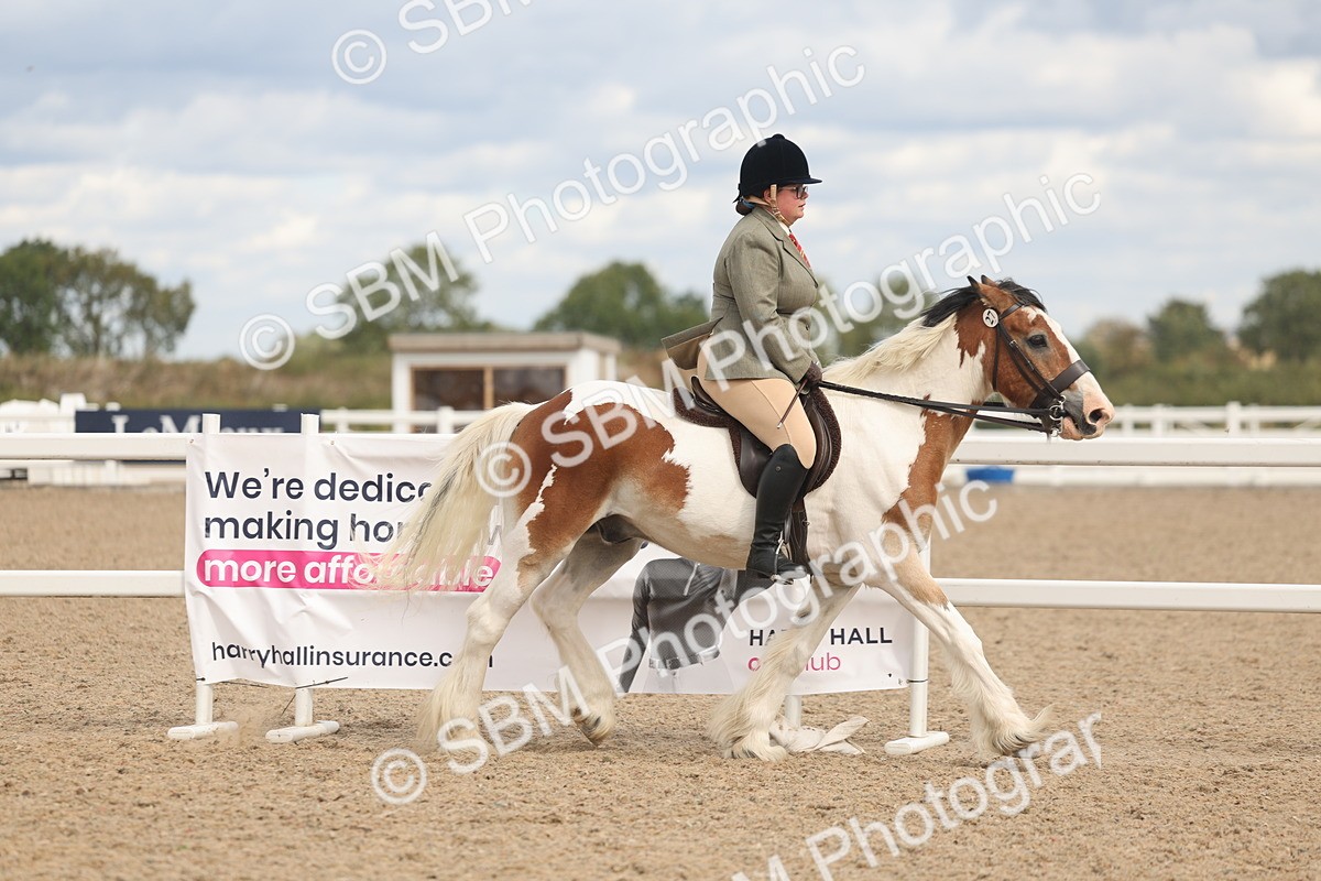 SBM_14749 - Class 308 - Ridden Coloured Horse