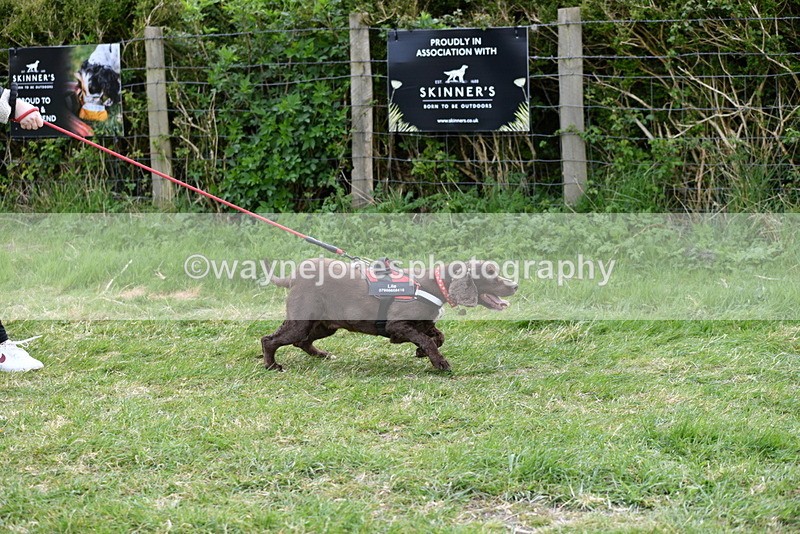 WJ5_0063 - Class 5 Best Veteran / 7 years & over