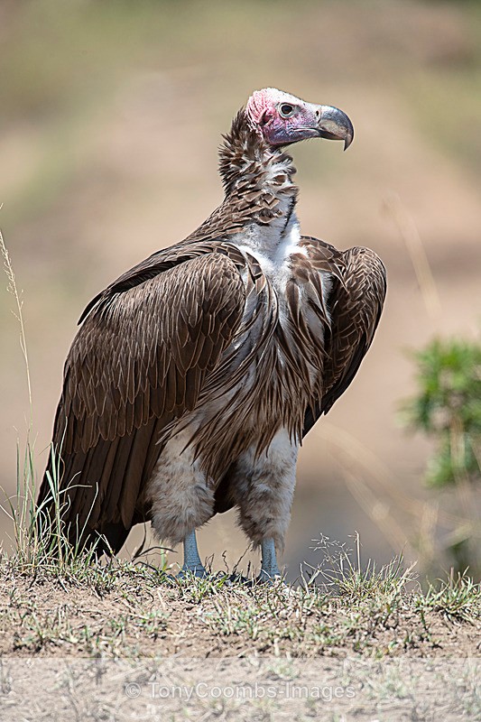 Lappet-faced Vulture - Mara North ~ Birds