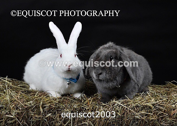 equiscot2003 - GIZMO & OSCAR