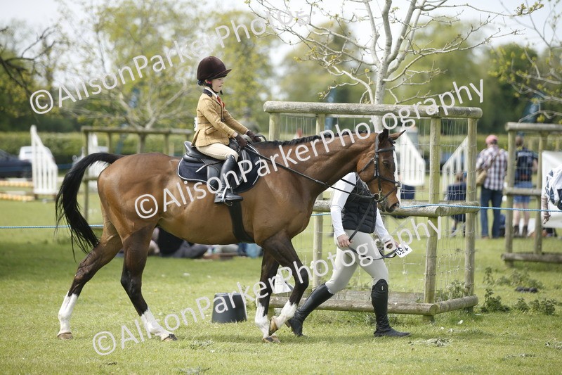 20260426-2131 - Class 9 - Handsomest Gelding