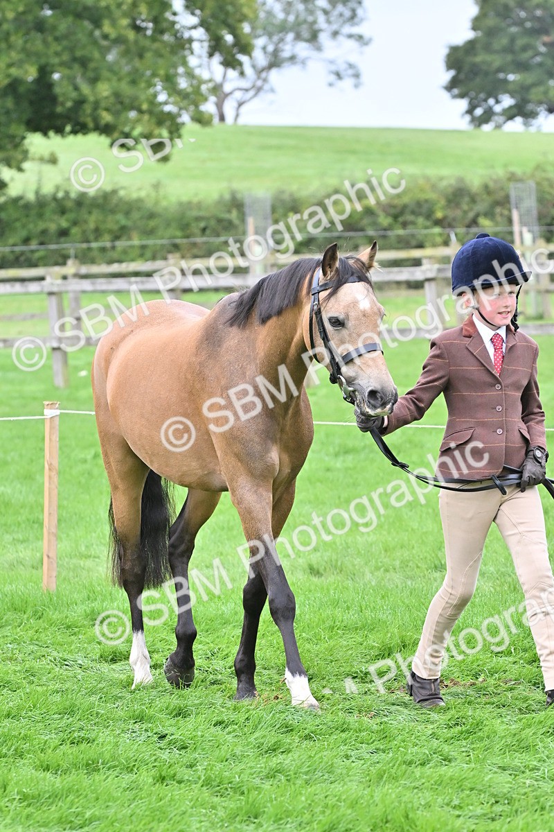 SBM_60904 - S48 - Mountain & Moorland In Hand Small Breeds