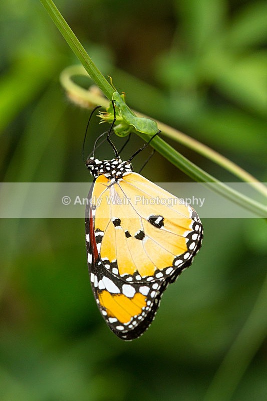 20130803-_MG_5281 - Butterflies & Moths