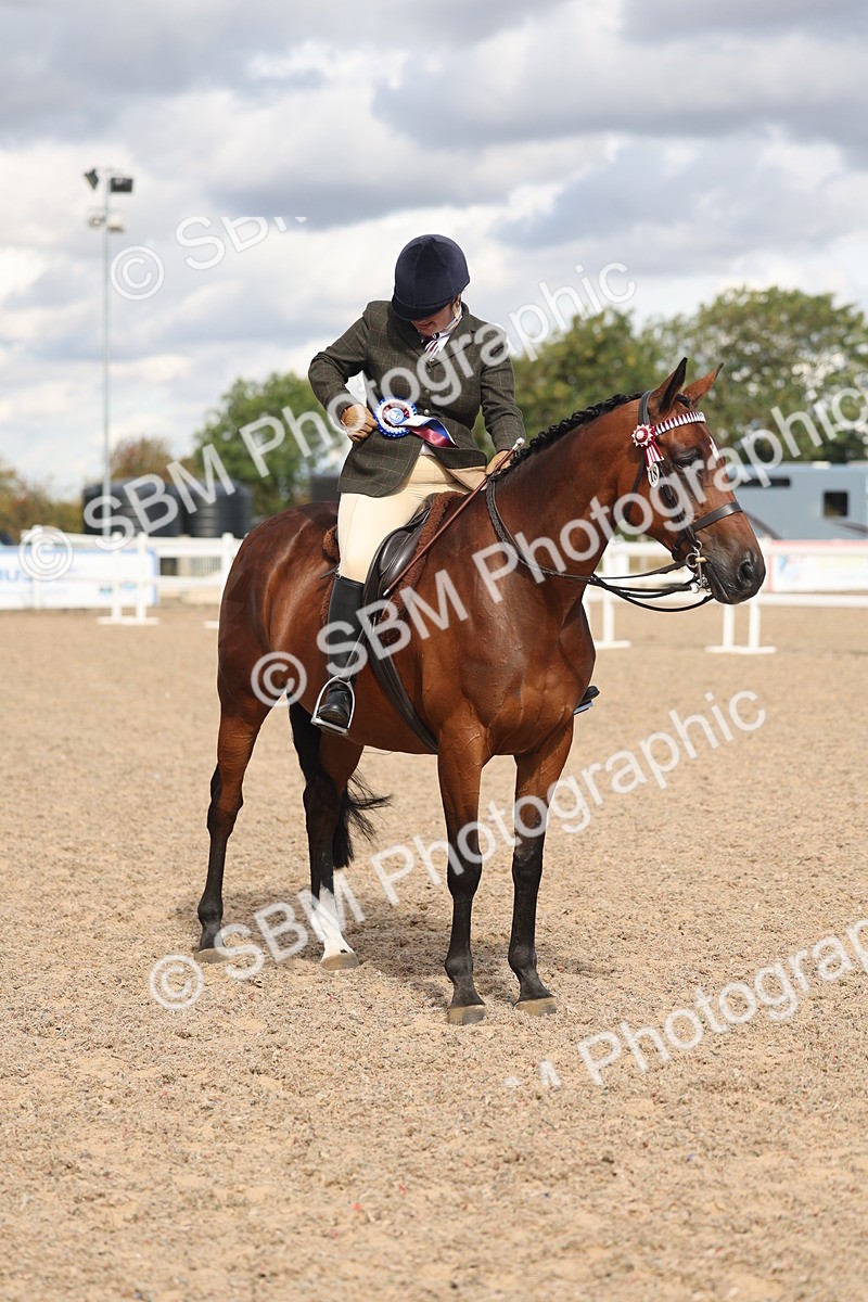 SBM_13206 - Class 306 - Ridden Foreign Breds - Part Bred