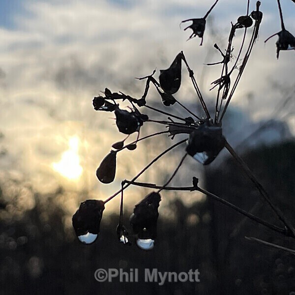 PhotoMynottART100 - Photo Mynott ART Images