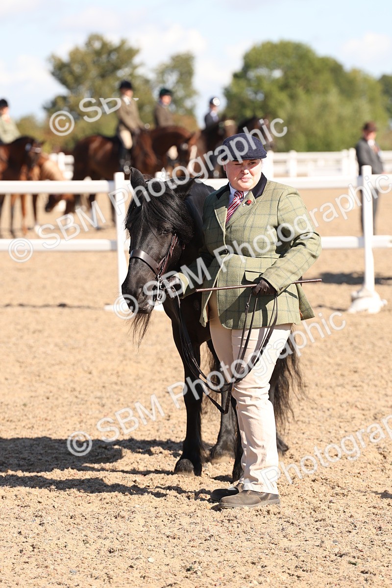 SBM_12919 - Class 206 - IH Non Show Type Pony