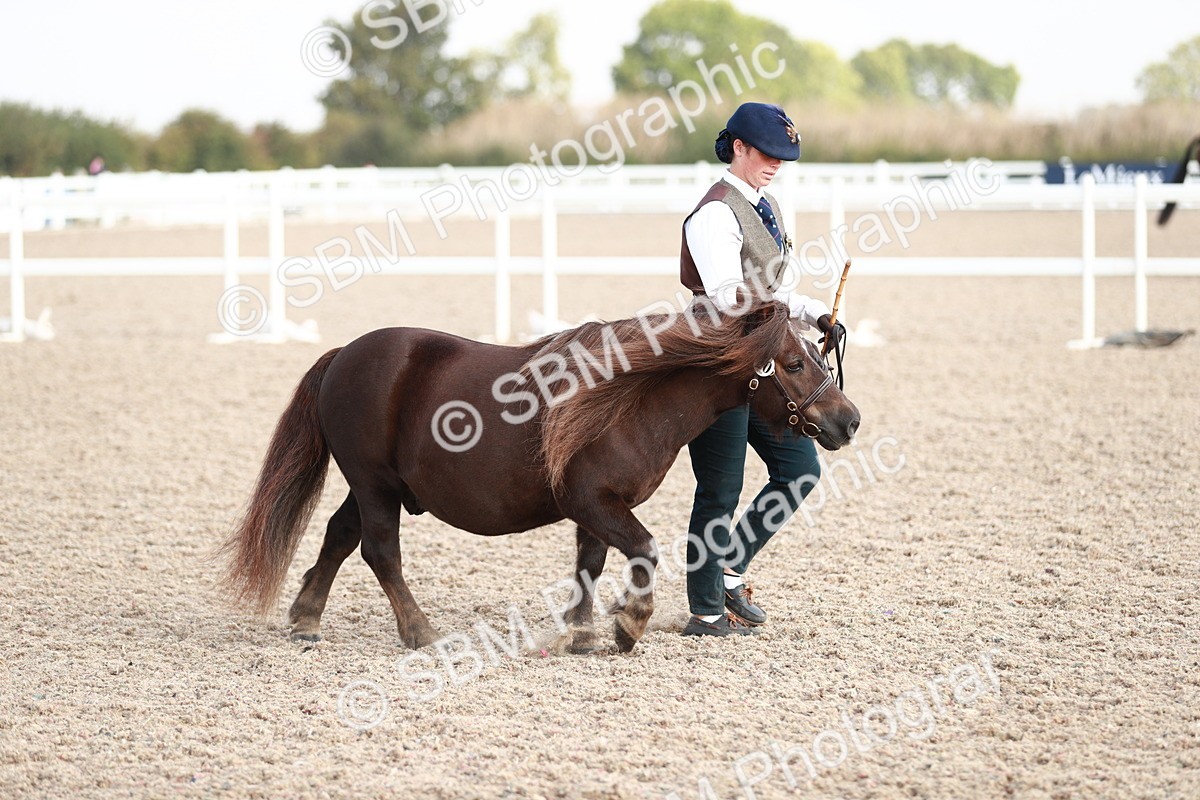 SBM_11744 - Class 206 IH Non Show Type Pony