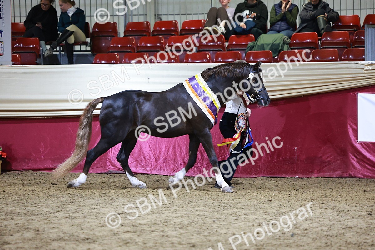 SBM_21088 - Class P - M&M Champs