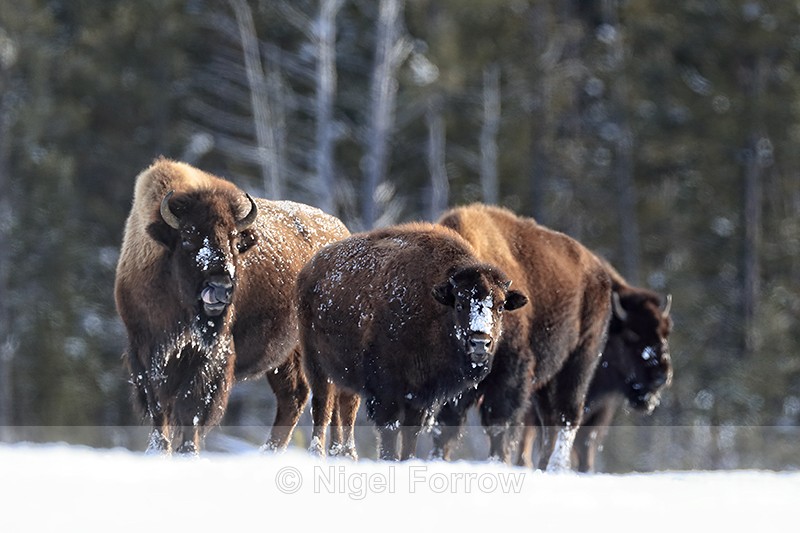 Group of Bison hesitates, Yellowstone National Park, Wyoming - Bison
