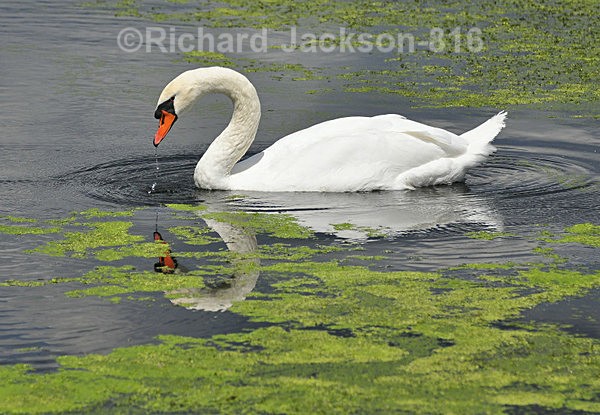 Swan on the pond - Birds