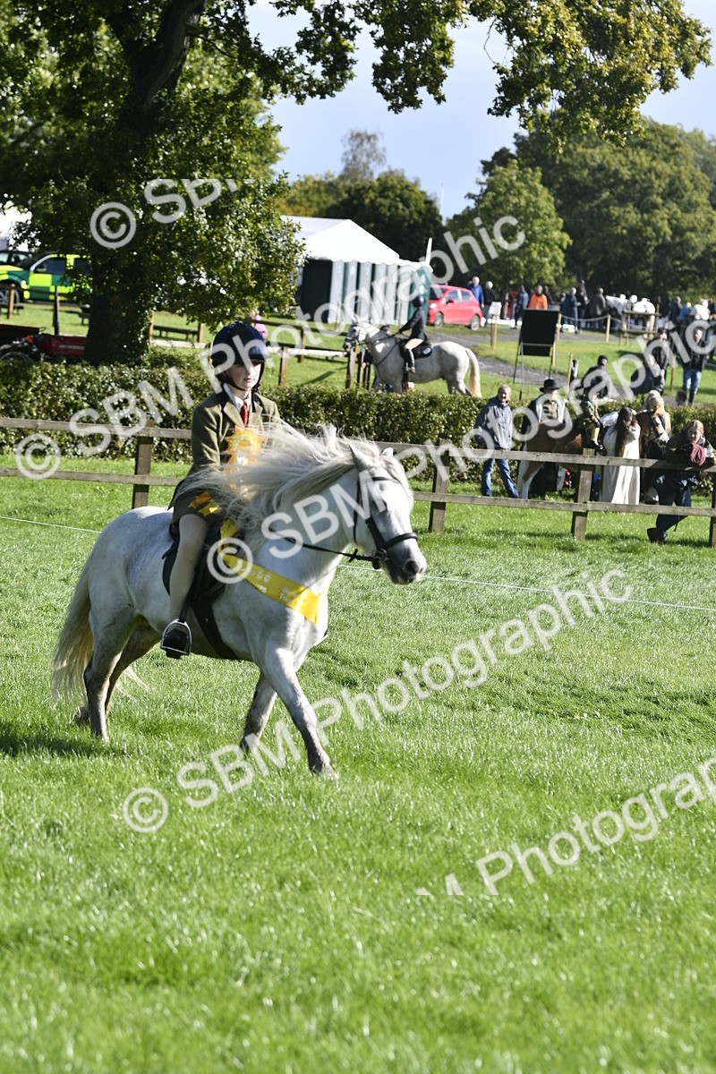 SBM_37257 - S31 - Novice & Newcomer Working Hunter Pony