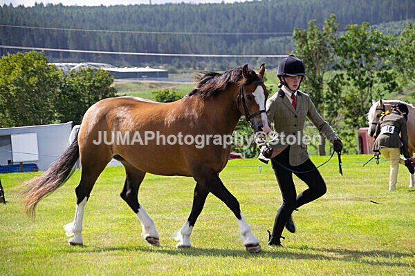 DSC_0338 - Ring 1