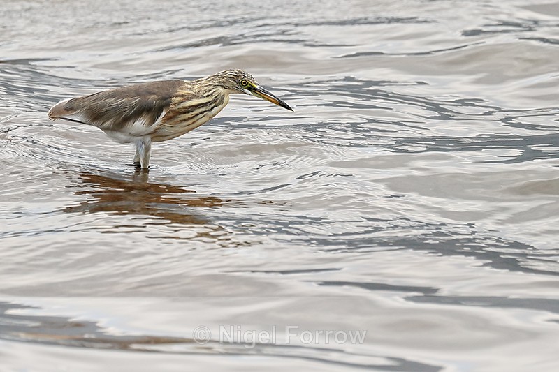 Javan Pond Heron (juvenile) fishing, Lake Beratan, Bali - Javan Pond Heron