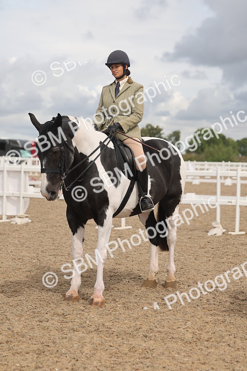 SBM_04450 - Class 18 - Handsomest Gelding (IH or Ridden)