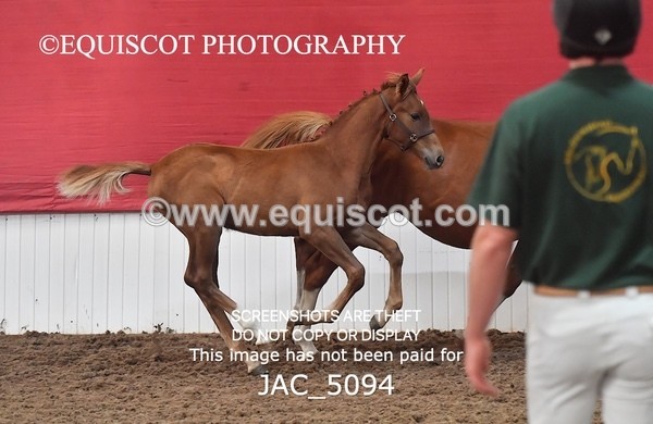JAC_5094 - 9 Zinzipan