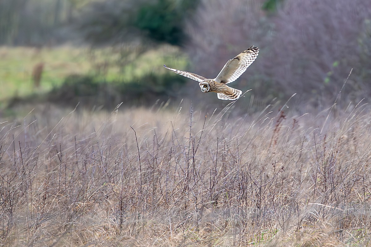  - Short Eared Owls