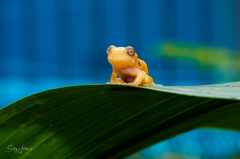 18 Tiny Golden Frog on leaf 5 - Frogs