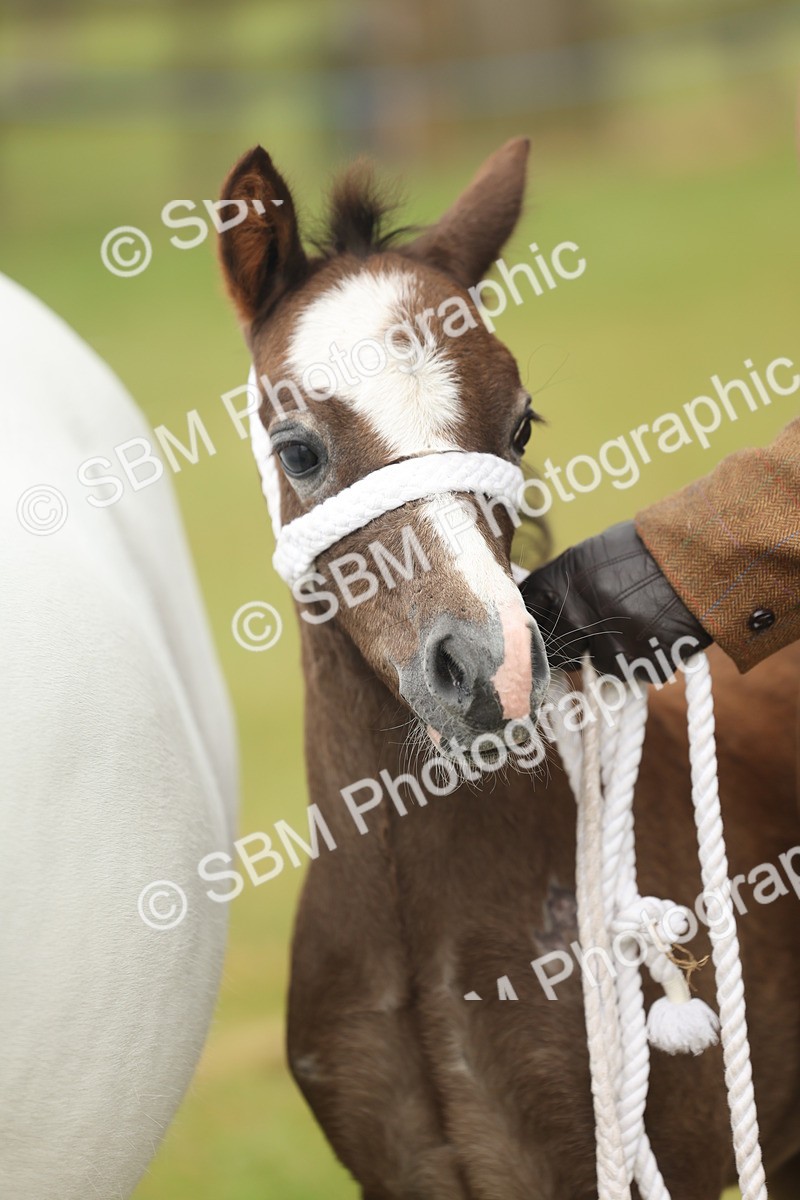 SBM_01597 - Class 50-57 - M&M Welsh Pony In Hand