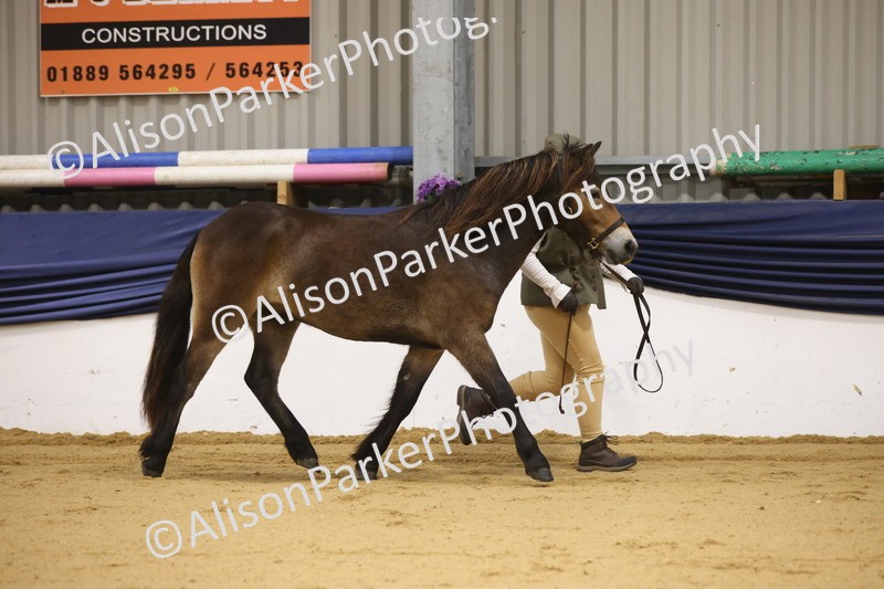 20260913-1046 - Class 109 - Bred On Exmoor In Hand
