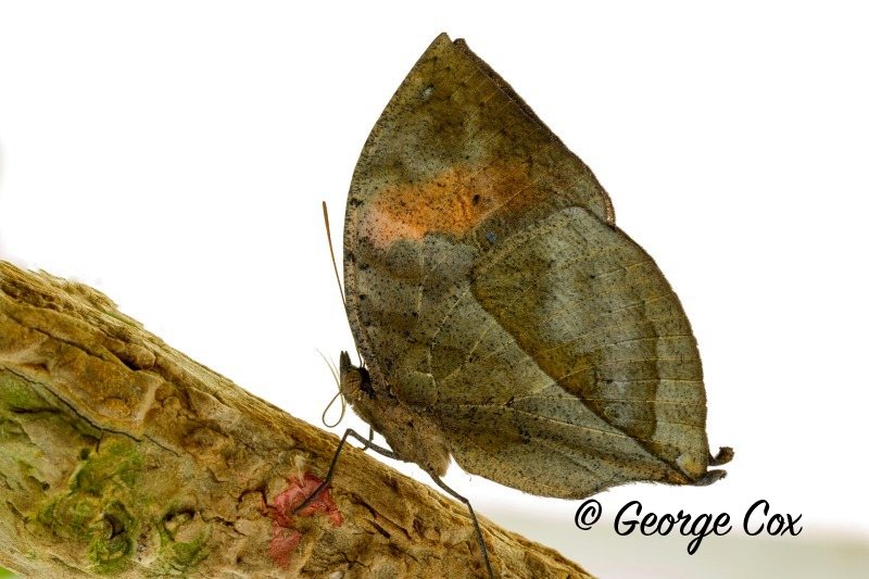 Leaf Butterfly - Kallima inachus
