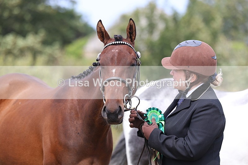 3E7A5599 - Class 20: Sports Horse In Hand