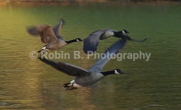  - animals and wildlife