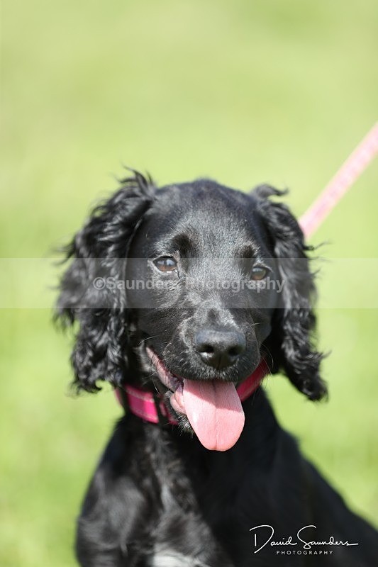 SPXX0559 - Dog show