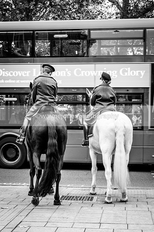 NGP_8304 - 2024 Animals in War Remembrance Gathering